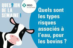 LE - Quels sont les types risques associés à l’eau, pour les bovins