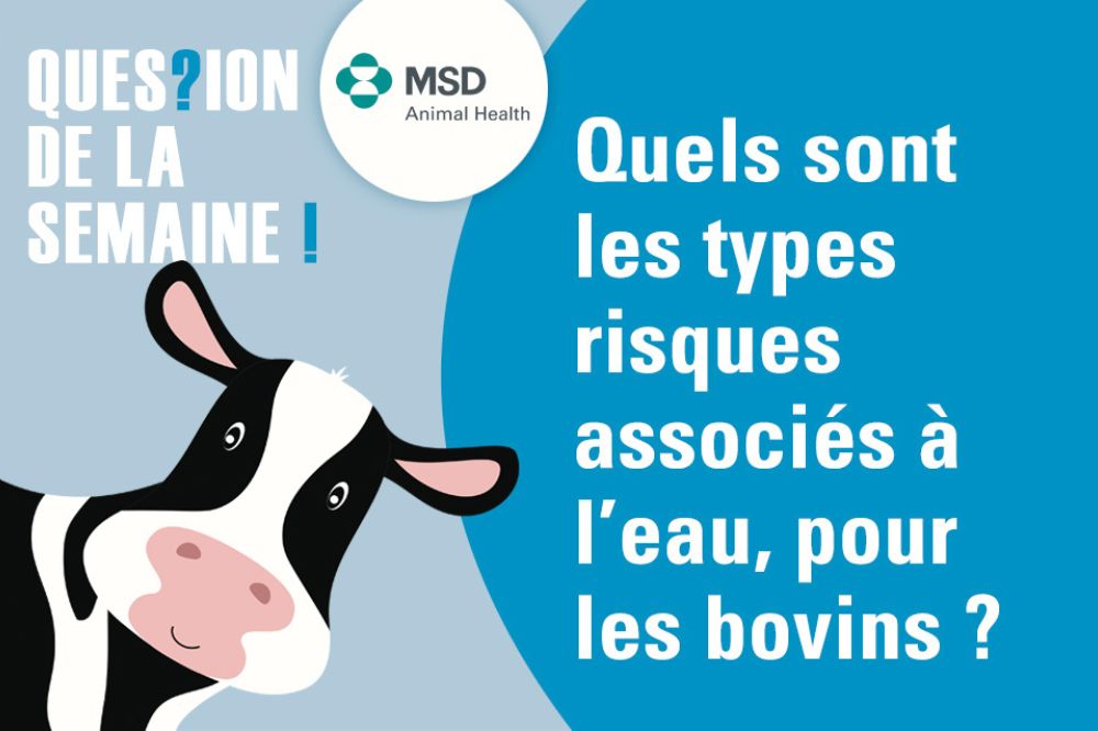 LE - Quels sont les types risques associés à l’eau, pour les bovins