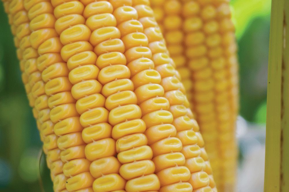 LE - Une meilleure digestibilité de l’amidon grâce au maïs denté