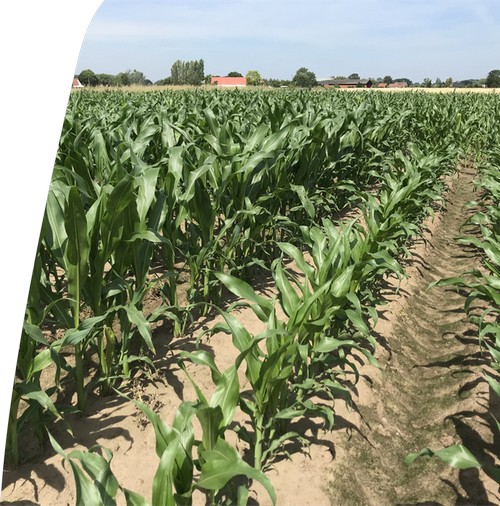 La variété précoce LG 32.257 (à gauche) a été semée à côté d’une variété tardive (à droite) le 22 mai 2024. Un mois plus tard, le 25 juin 2024, on remarque nettement que la variété précoce a eu une croissance juvénile plus rapide.   

