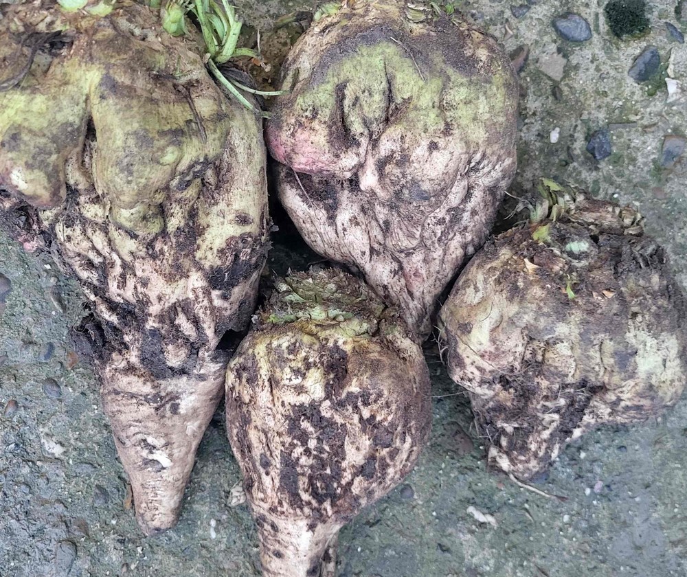 L'aphanomyces provoque la pourriture noire de la racine