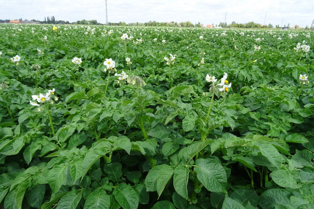Parcelle de pommes de terre